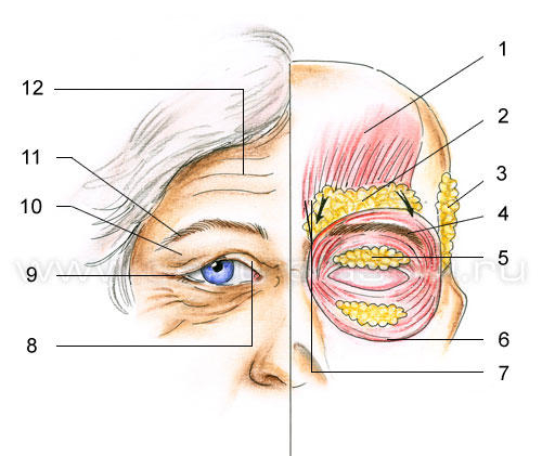 Лобная мышца головы: функции, лобное ...