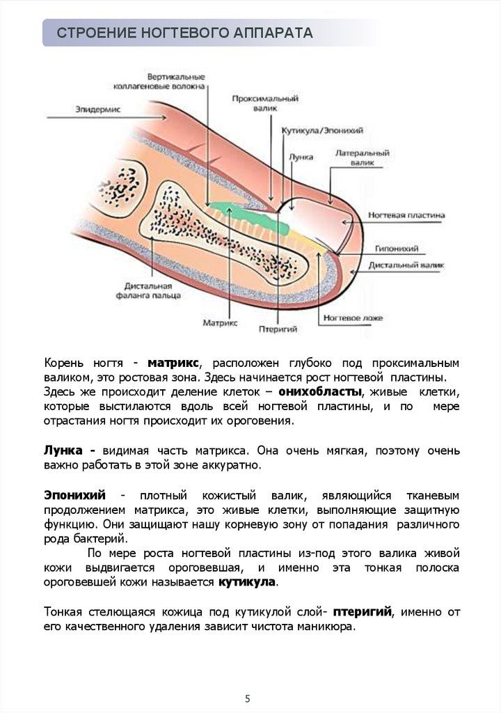 Amazon.com: Маникюр от-кутюр: Профессиональное пособие для ...