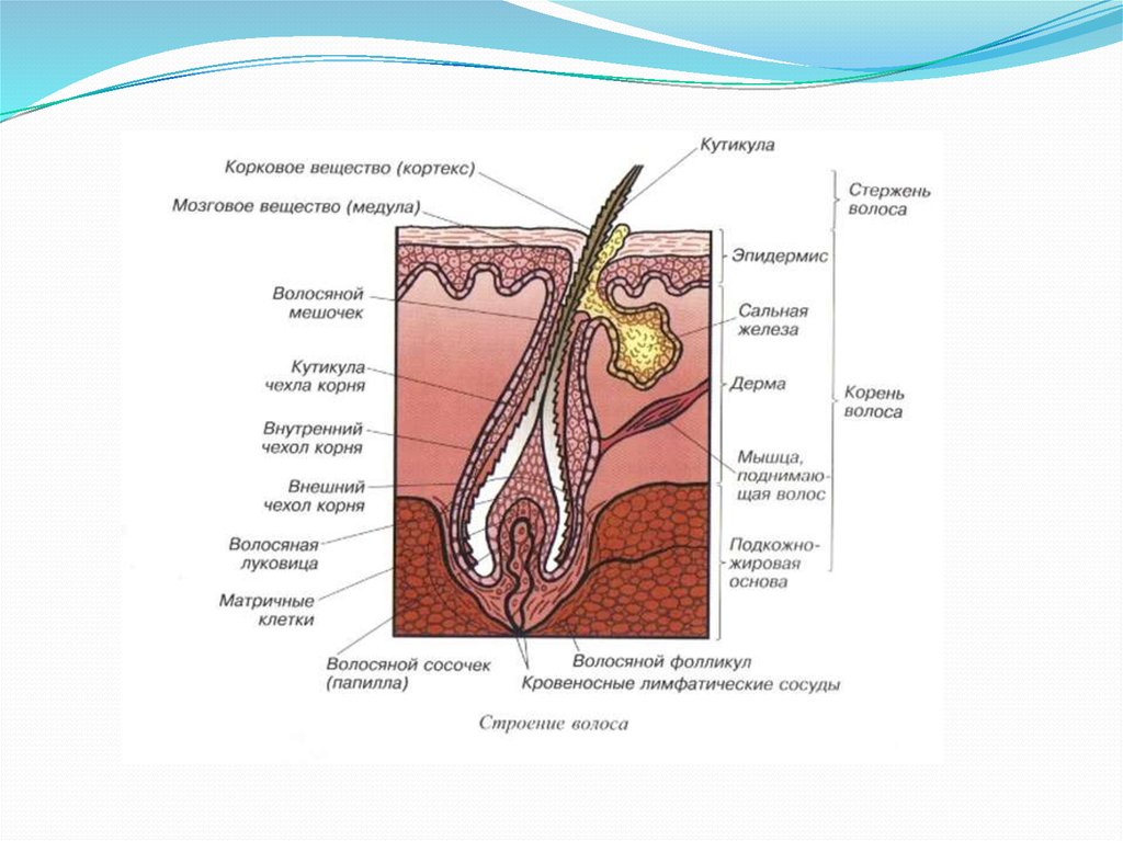 Сальные железы. Волосы. Строение и ...