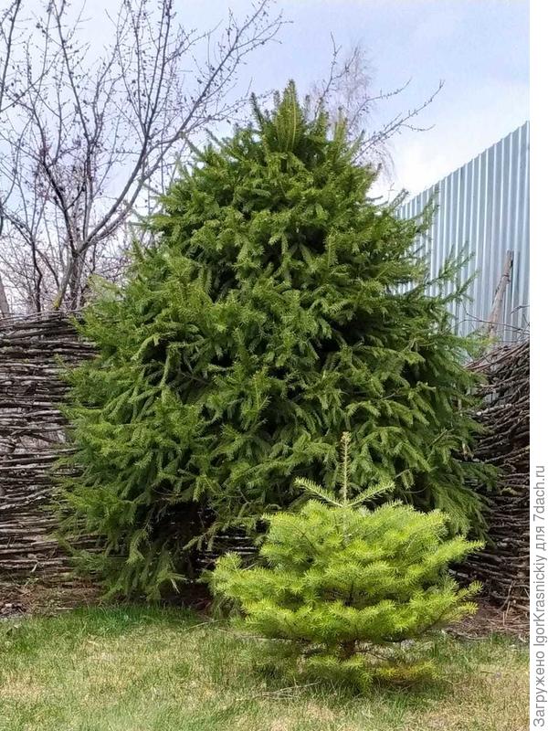 Сосна обыкновенная Пендула, Pinus sylvestris Pendula, цена ...