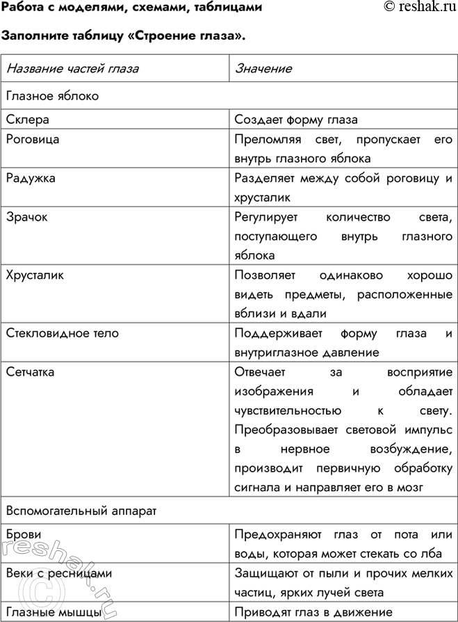 Строение и функции глаза, анатомия глаза