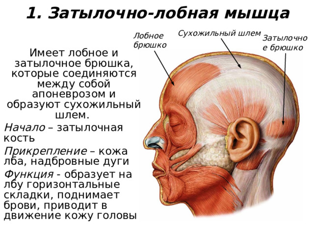 КАКИЕ МЫШЦЫ УЧАСТВУЮТ В ОБРАЗОВАНИИ ЭМОЦИИ?