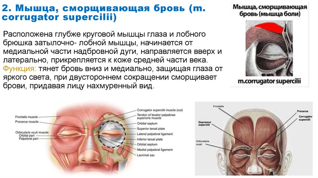 Мышца, сморщивающая бровь - e-Anatomy - IMAIOS