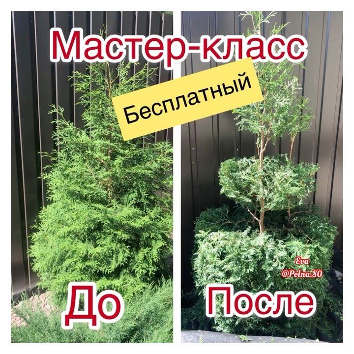 Татьяна Андрушойть (@garden_ostrovec) • Instagram photos and ...