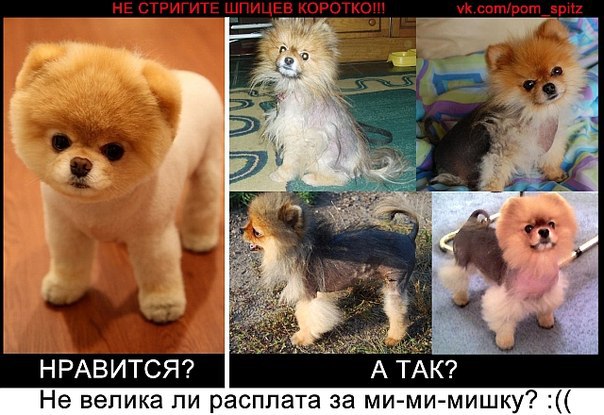 Стрижка собак - Салон PetGrooming Теплице