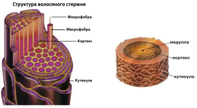 ЧАСТНАЯ ГИСТОЛОГИЯ