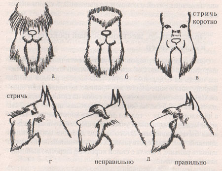 Цвергшнауцер | Груминг | Стрижка ...