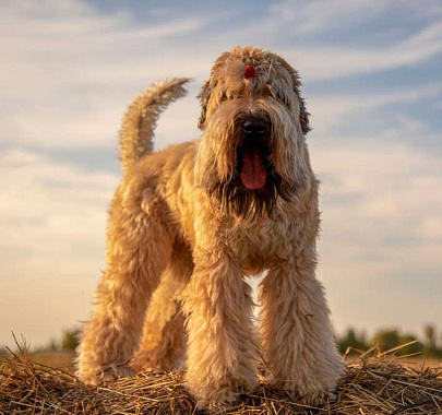 Пшеничный терьер Кьяра💥🐕 Стрижка... - Зоосалон Остров Собак ...