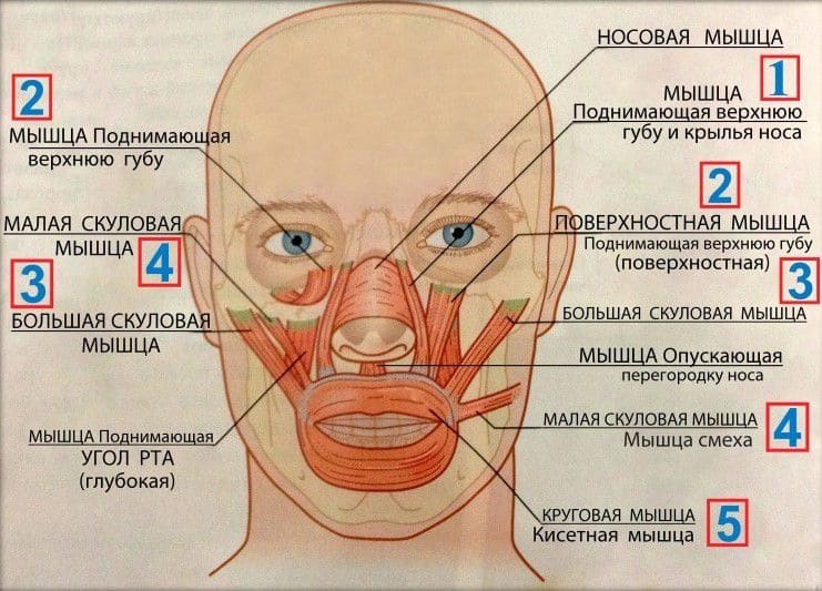 Два упражнения от вертикальных морщин между бровей | Дневники ...