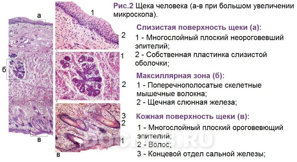 КОЖА - что такое в Научно-техническом ...