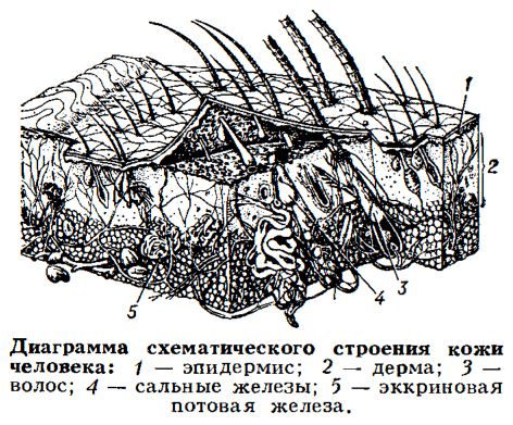 Эпидермис — Википедия