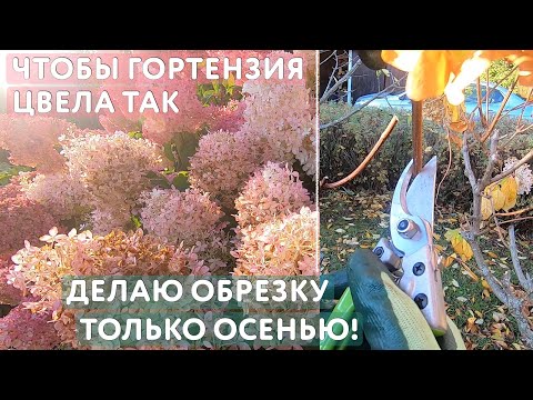 Как обрезать гортензию осенью - древовидную, метельчатую ...