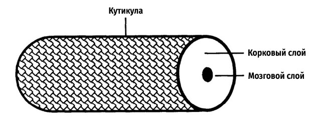 Как выбрать идеальную интимную стрижку ...