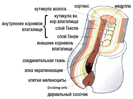 Гистология новая Глава 01 2005 12 13