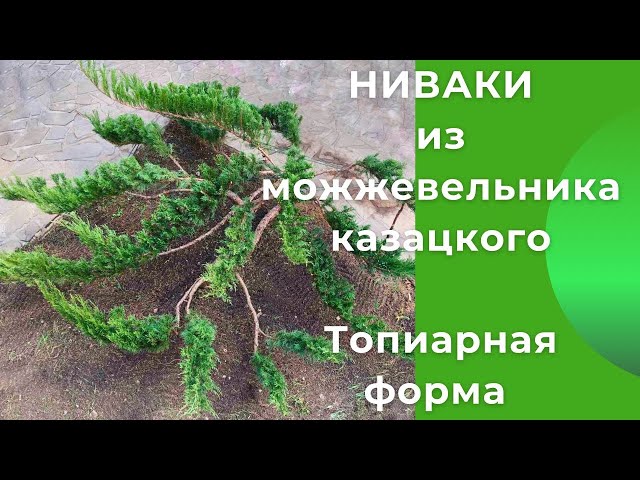 Топиарная стрижка можжевельника Блю Альпс. Каким был и каким ...