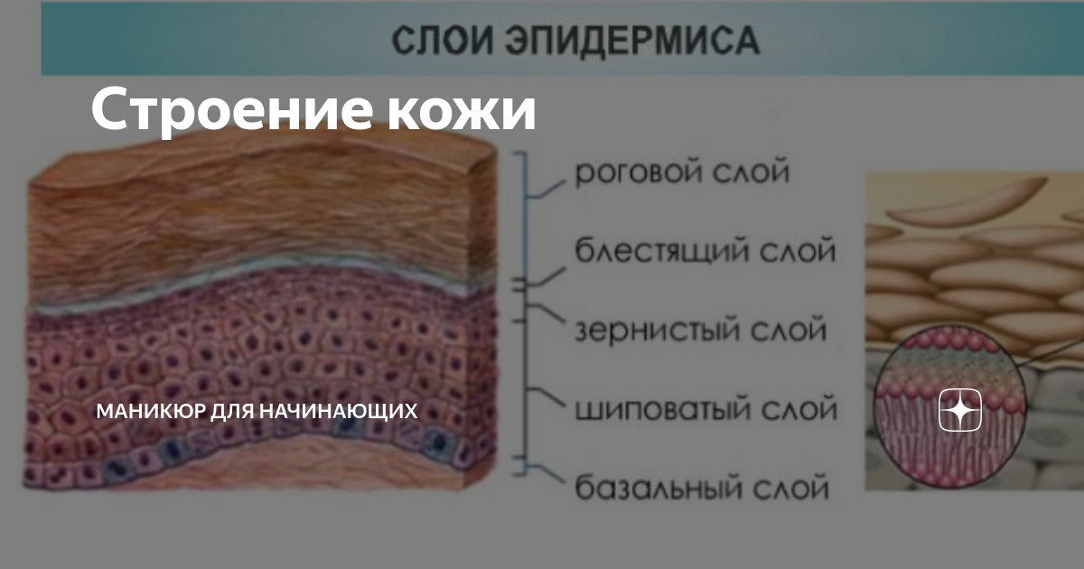 Строение кожи вокруг глаз | Блог о ...