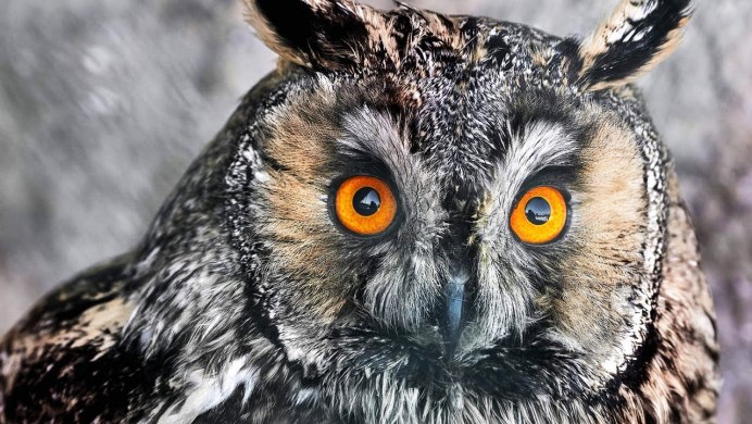 Фотография Обыкновенный филин (Bubo bubo) Парк Сокольники ...