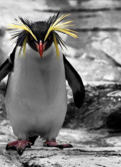 Скачать картинки Пингвин rockhopper ...