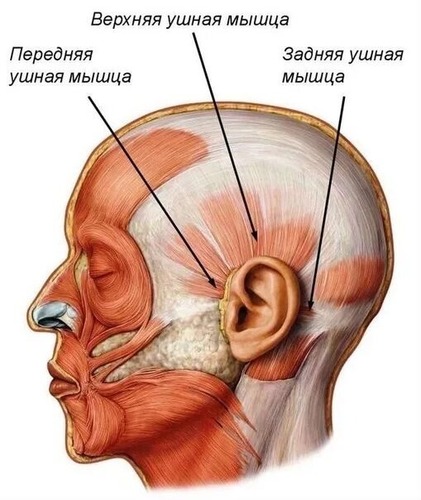 Круговая мышца глаза - Wikiwand