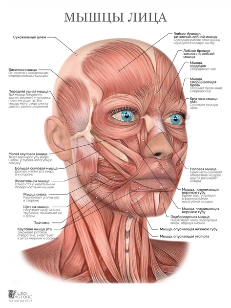 Мышцы лица | Массаж.ру