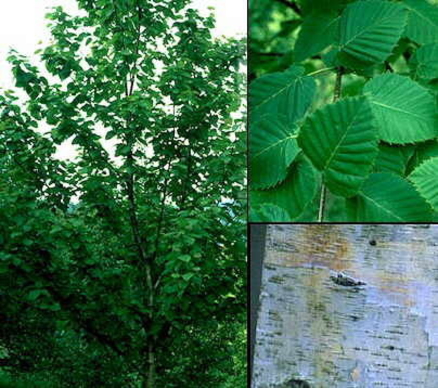 Береза повислая (Betula pendula ...