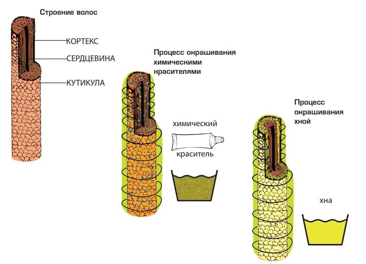 Хна и басма: польза и вред природных ...