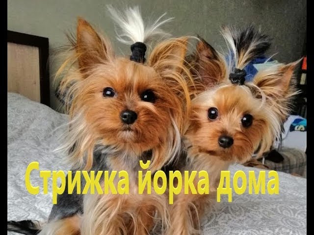 Стрижка йорка: какую стрижку выбрать и ...