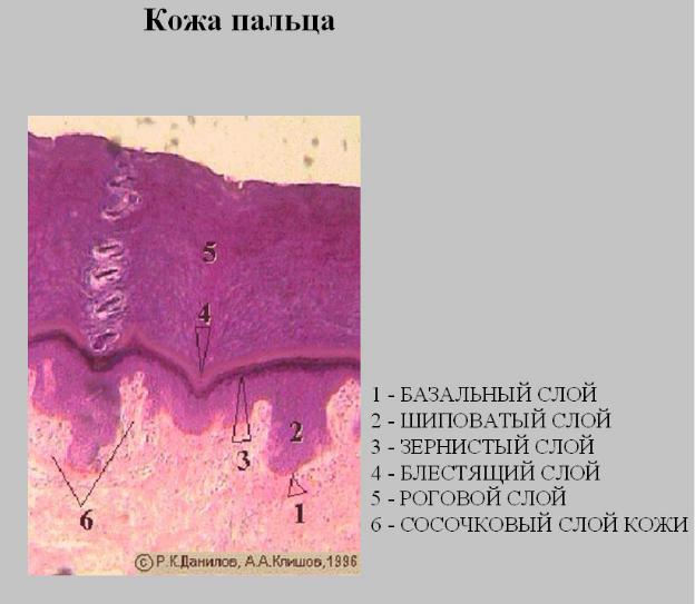 ВОЛОСЫ — Большая Медицинская Энциклопедия