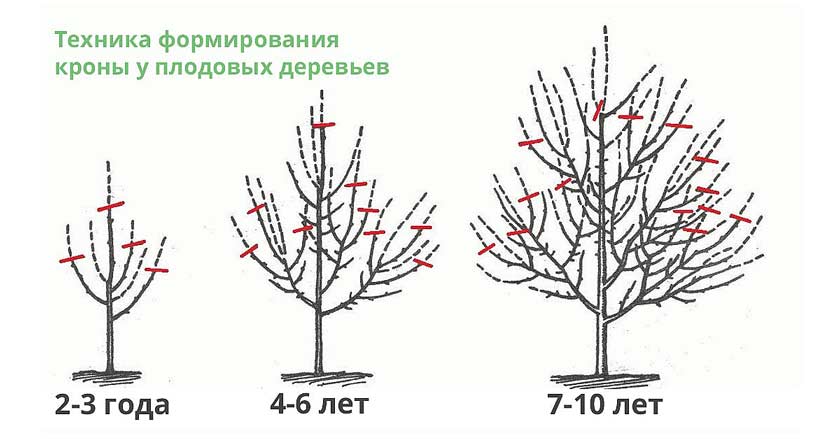 Большая стрижка: в Липецке приводят в порядок декоративные ...