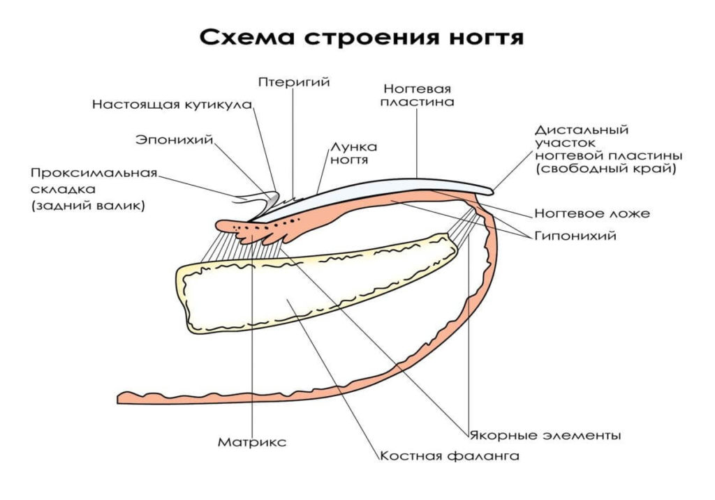 ШКОЛА И САЛОН АНАТОМИЧЕСКОГО МАНИКЮРА ...