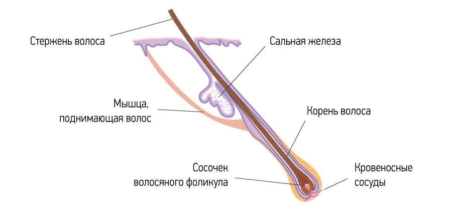 Тема 27. Кожа и её производные