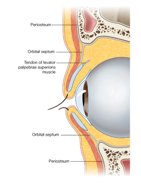 Musculus depressor ...