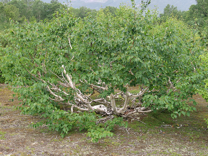 Betula utilis «Doorenbos ...