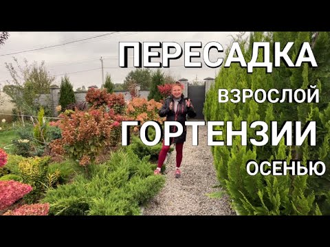 Садовые гортензии: обрезка и уход - Садовые цветы - Лепесток ...