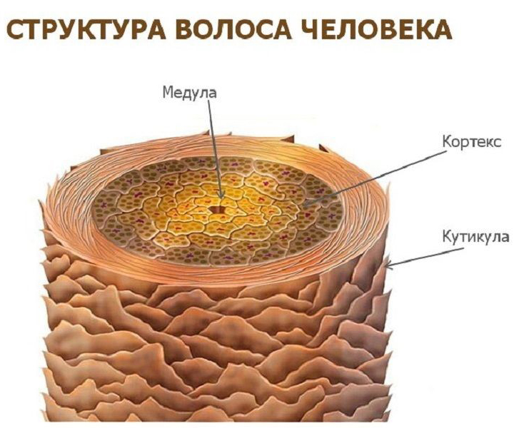 Курсы наращивания ресниц | Городской учебный центр