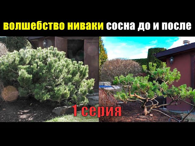 Топиарная стрижка — что это такое, какая бывает и как сделать ...