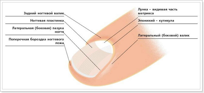 Модные формы ногтей 2022-2023 - Школа ...