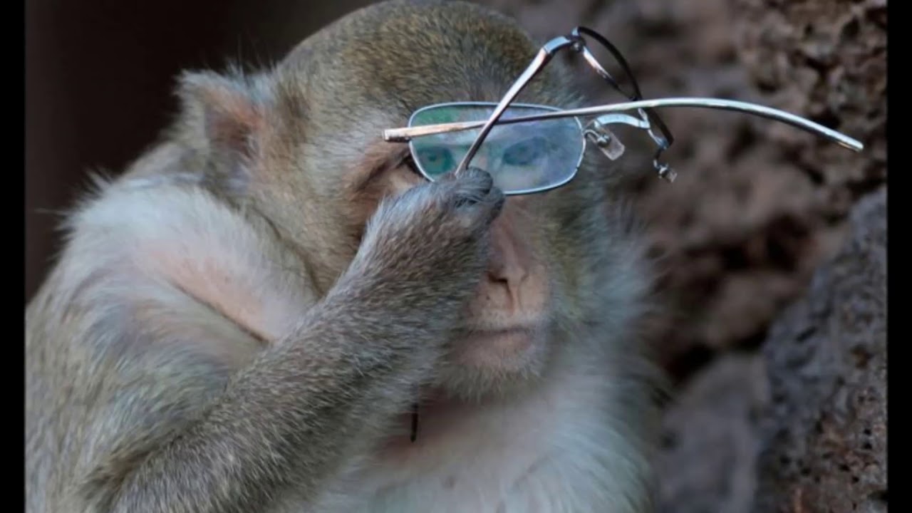 monkey and glasses) - Russian fables ...