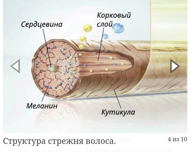 Схема укладки пигмента бровей ...