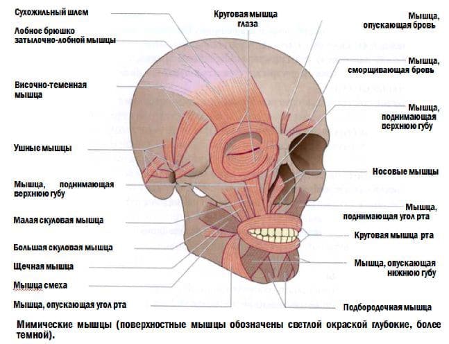 Анатомия лица и шеи