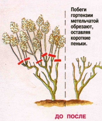 🌸 Как получить роскошный цветущий куст гортензии метельчатой ...