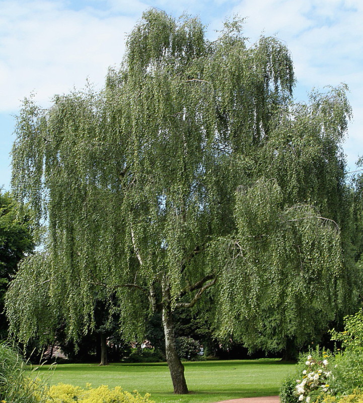 Betula pendula `Laciniata ...