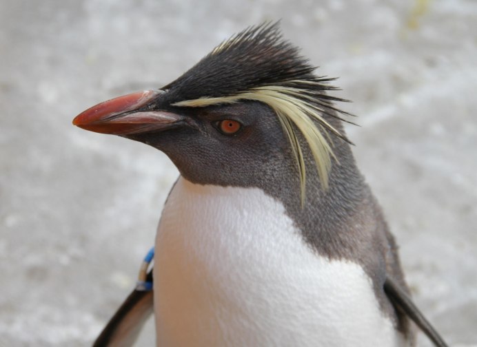 Скачать картинки Zuidelijke rockhopper ...