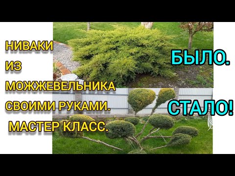 Как сделать спираль из Туи? Стрижка хвойных. Двойная спираль ...