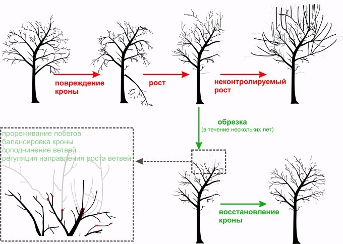 Береза Эрмана 