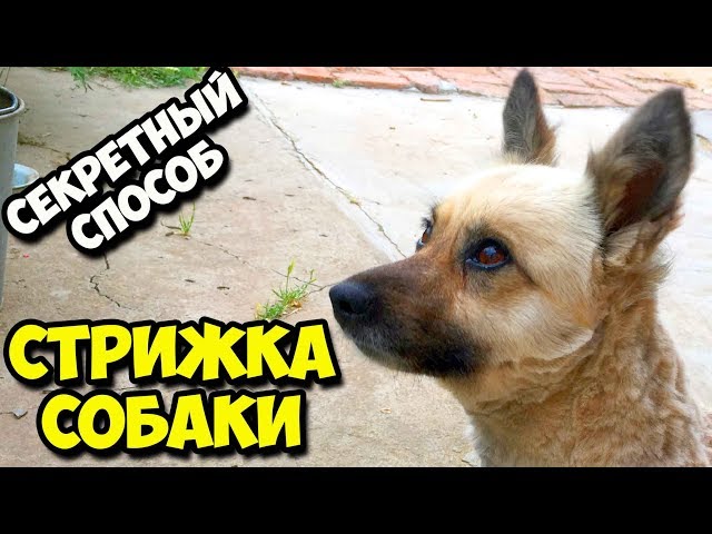 Обучение стрижке собак и кошек курс ...