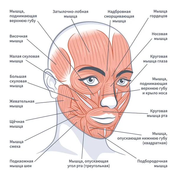 Круговая мышца глаза - e-Anatomy - IMAIOS