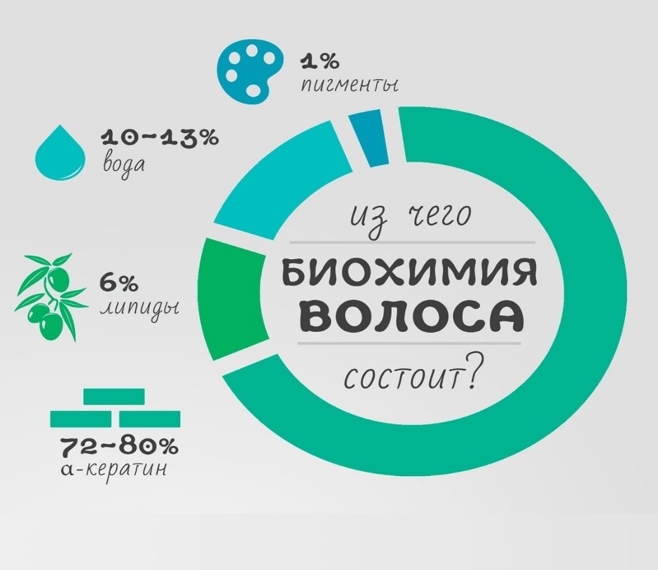 Строение волосa - краткое описание ...