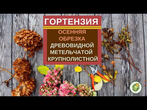 Как обрезать гортензию: фото, видео, инструкция